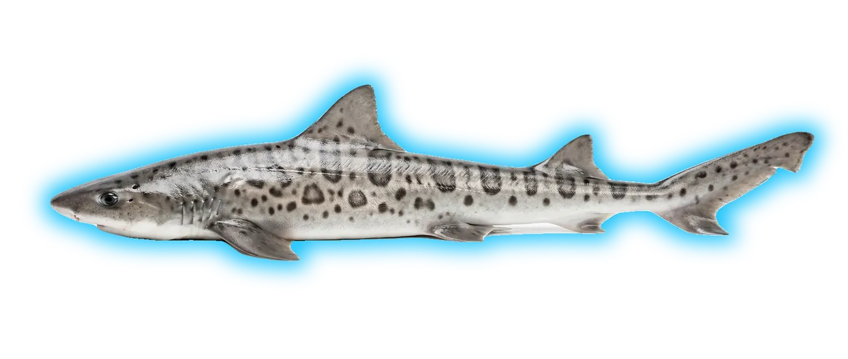 Leopard Shark (Triakis semifasciata)