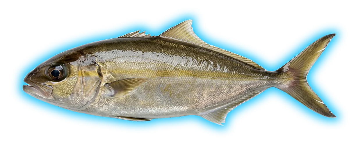 Lesser Amberjack (Seriola fasciata)