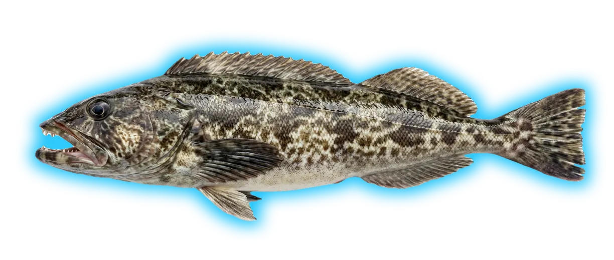 Lingcod (Ophiodon elongatus)