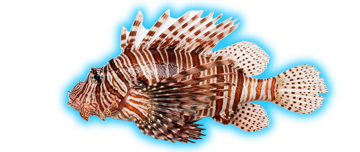 Lionfish (Pterois volitans)