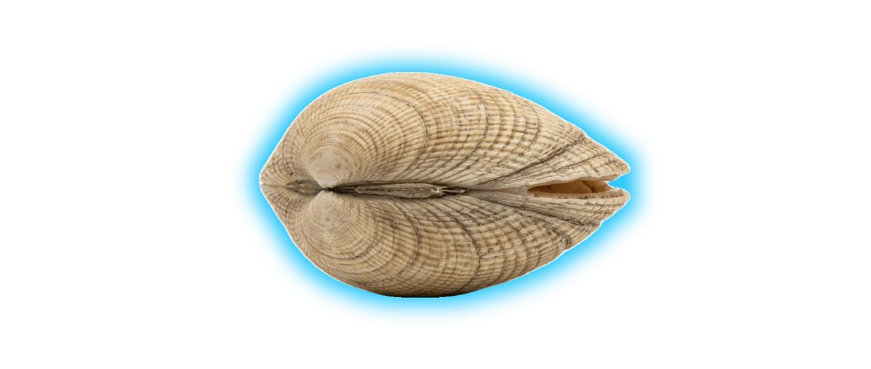Littleneck Clam (Mercenaria mercenaria)