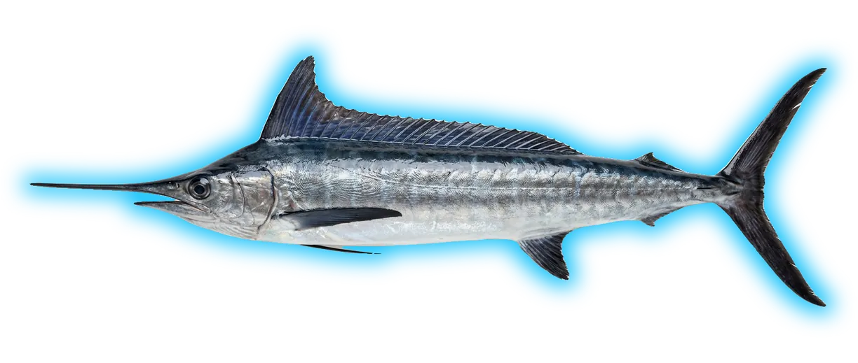 Longbill Spearfish (Tetrapturus pfluegeri)