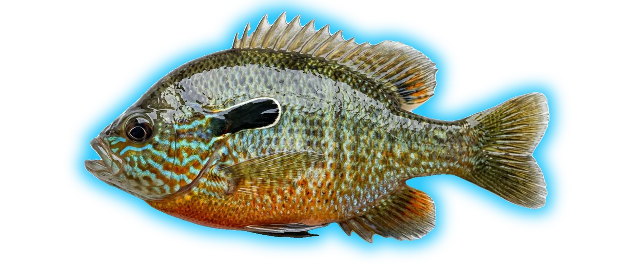 Longear Sunfish (Lepomis megalotis)