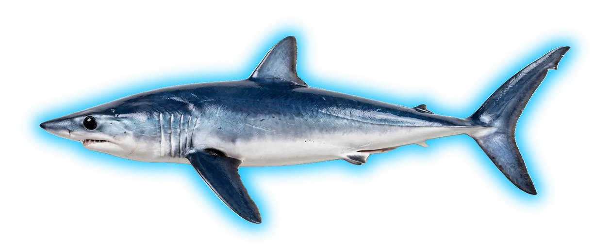 Longfin Mako (Isurus paucus)