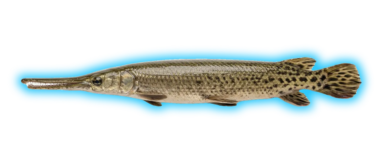 Longnose Gar (Lepisosteus osseus)