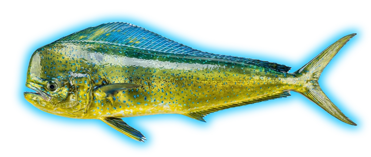 Mahi-Mahi (Coryphaena hippurus)