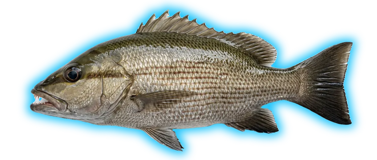 Mangrove Snapper (Lutjanus griseus)