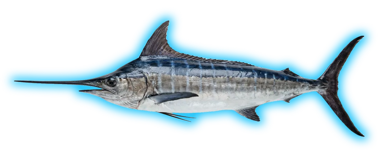 Marlin