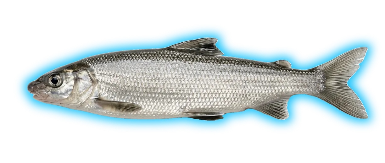 Mountain Whitefish (Prosopium williamsoni)