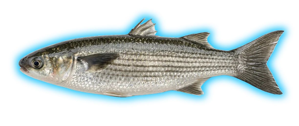 Mullet