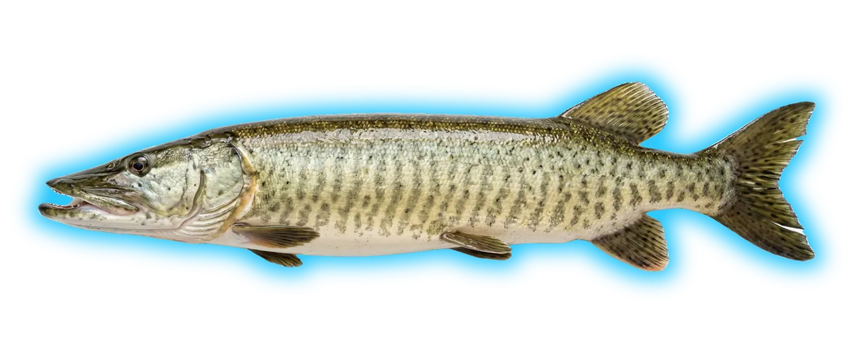 Muskellunge (Esox masquinongy)