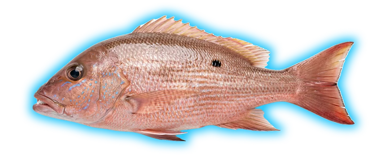 Mutton Snapper (Lutjanus analis)