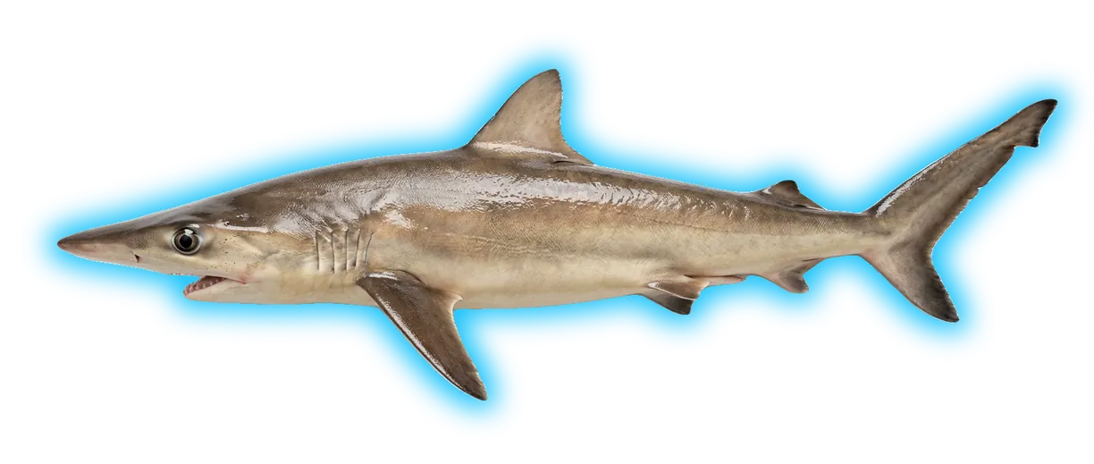 Narrowtooth Shark