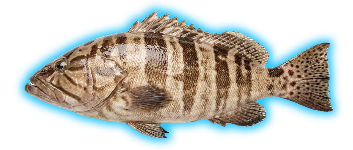 Nassau Grouper (Epinephelus striatus)