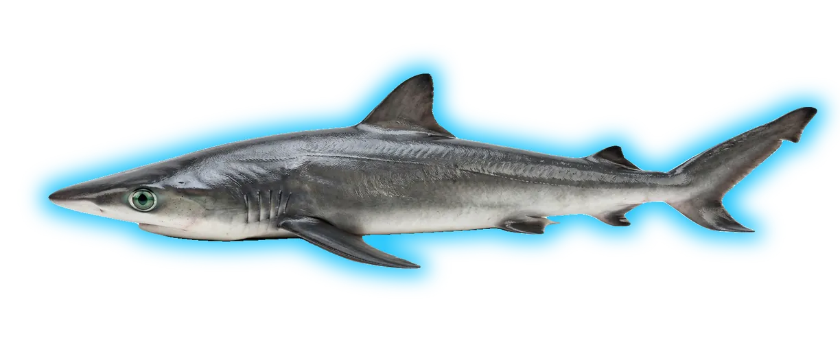 Night Shark (Carcharhinus signatus)