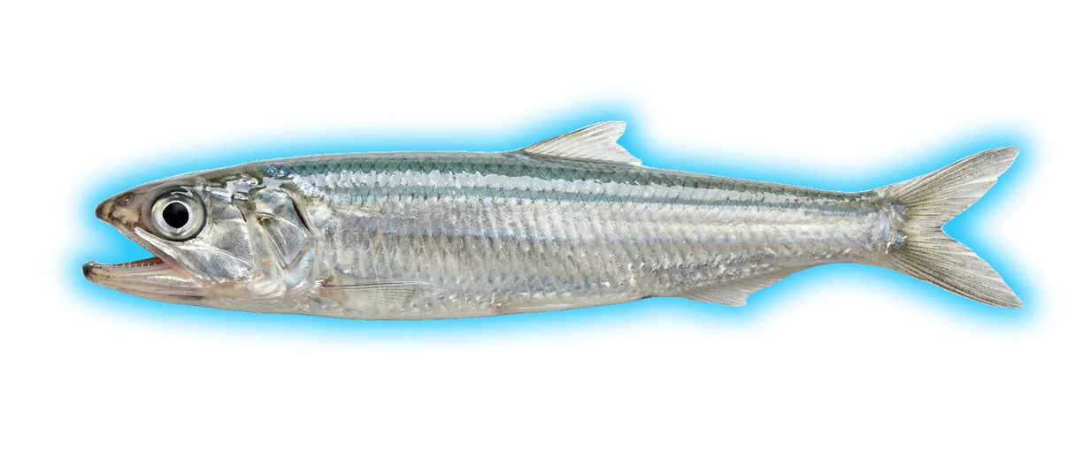 Northern Anchovy (Engraulis mordax)