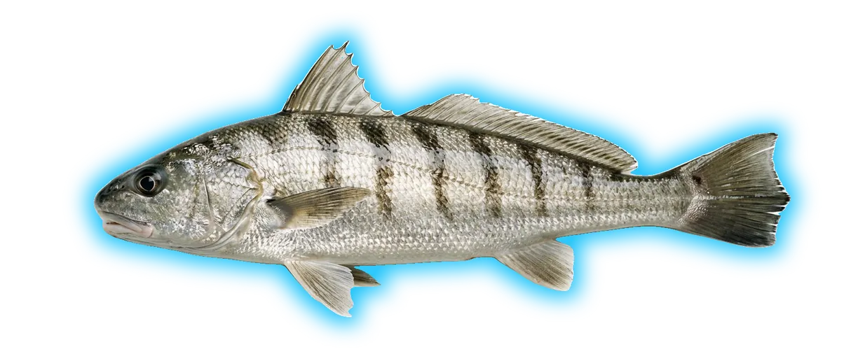 Northern Kingfish (Menticirrhus saxatilis)
