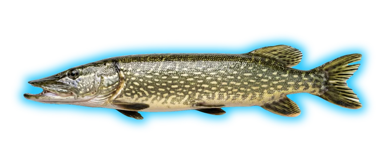 Northern Pike (Esox lucius)