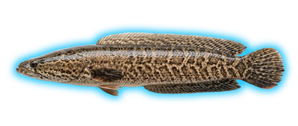 Northern Snakehead (Channa argus)