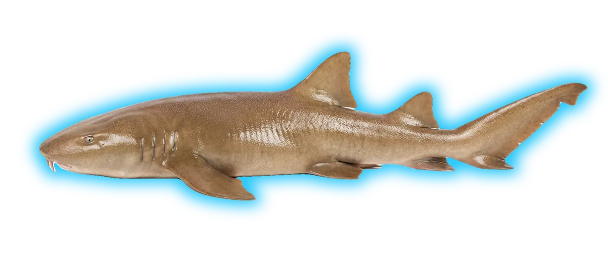 Nurse Shark