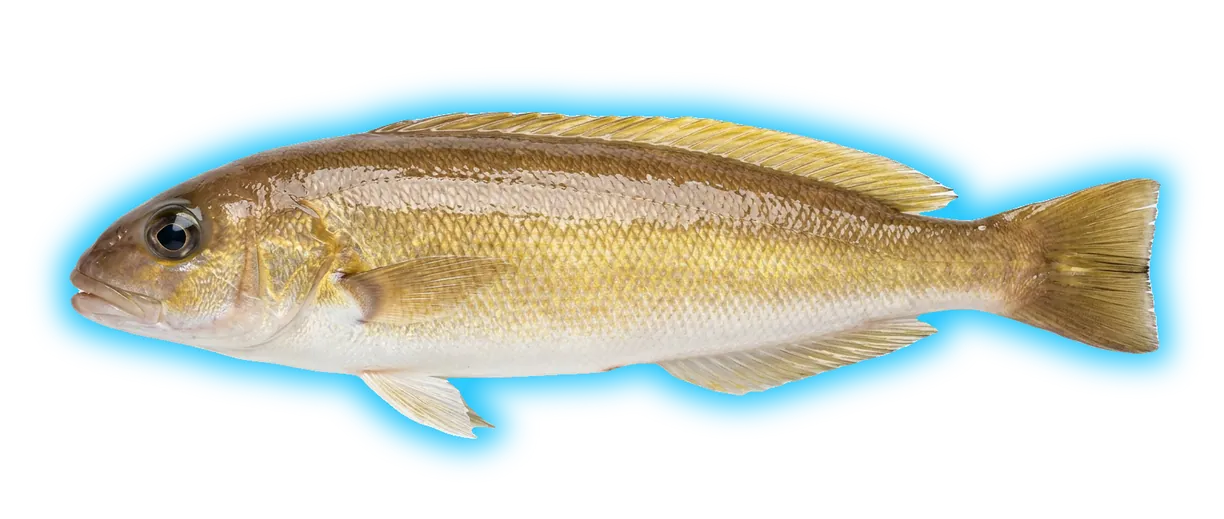 Ocean Whitefish (Caulolatilus princeps)