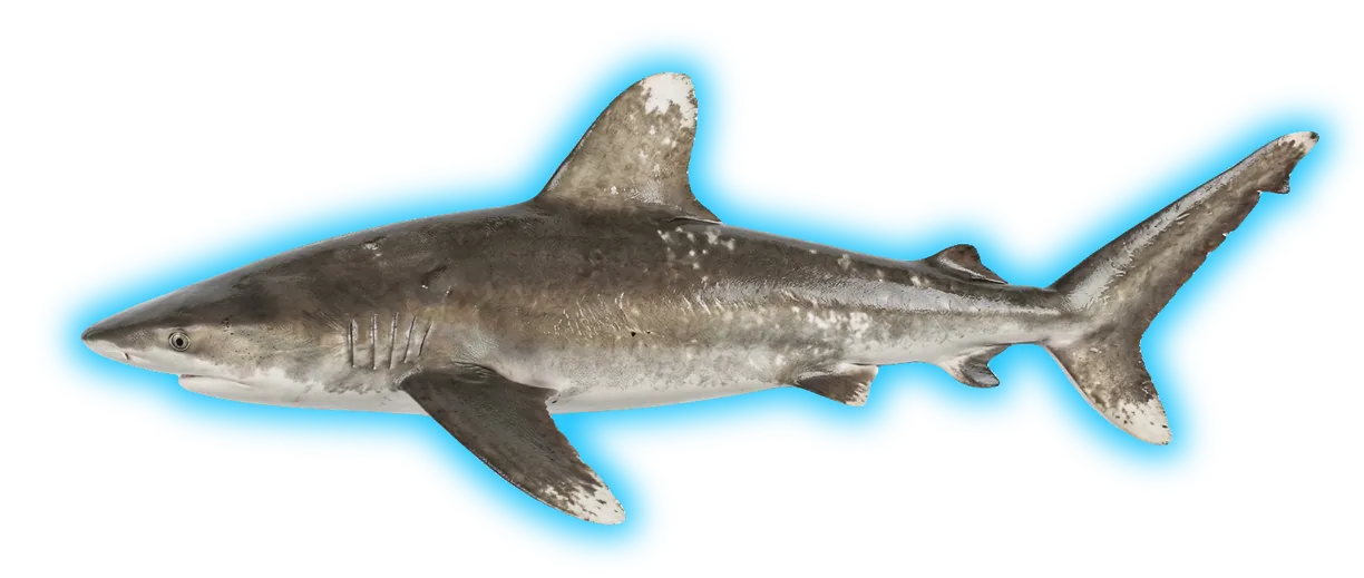 Oceanic Whitetip Shark (Carcharhinus longimanus)