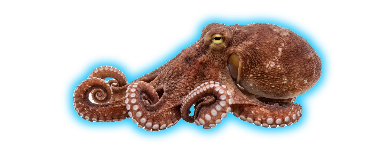 Octopus