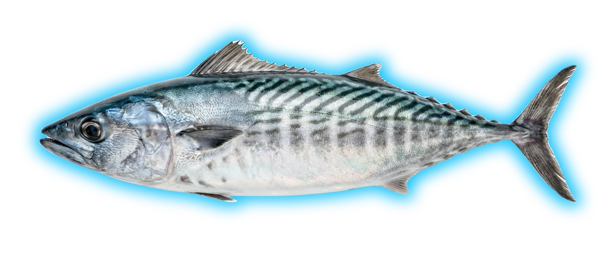 Pacific Bonito (Rastrelliger kanagurta)
