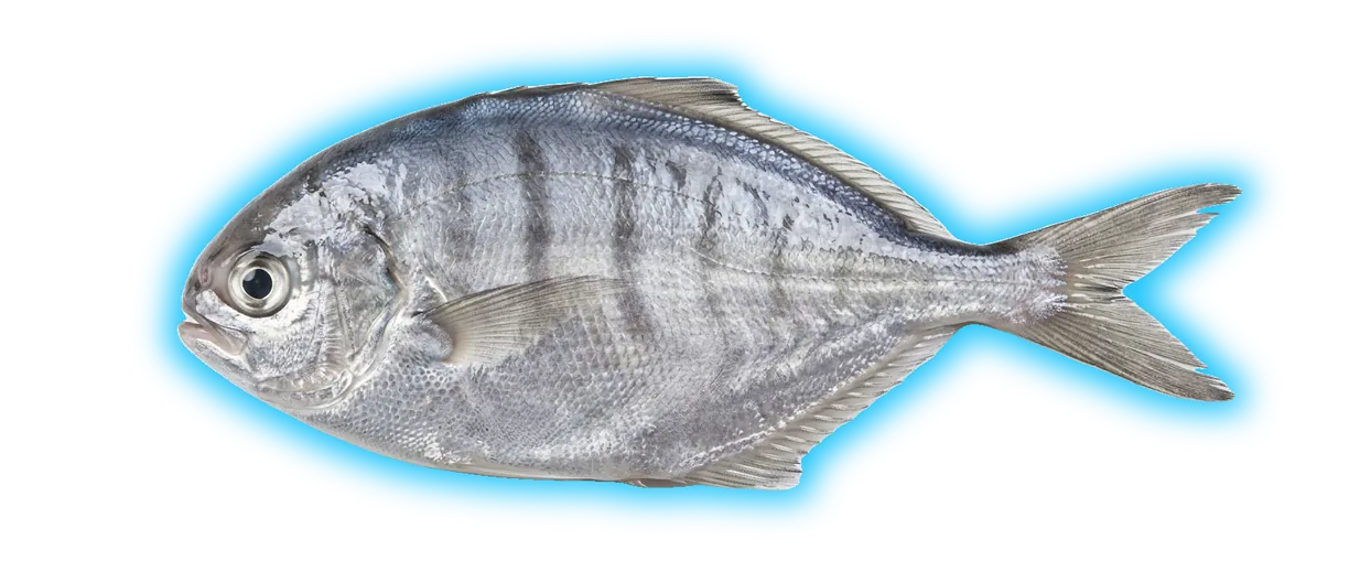 Pacific Butterfish (Peprilus simillimus)