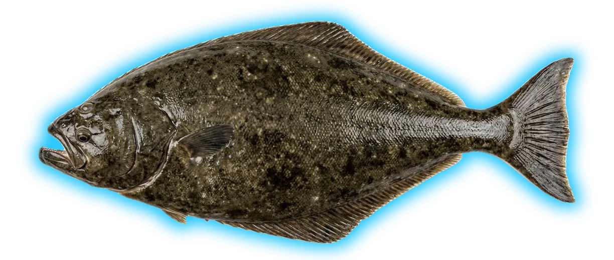 Pacific Halibut (Hippoglossus stenolepis)