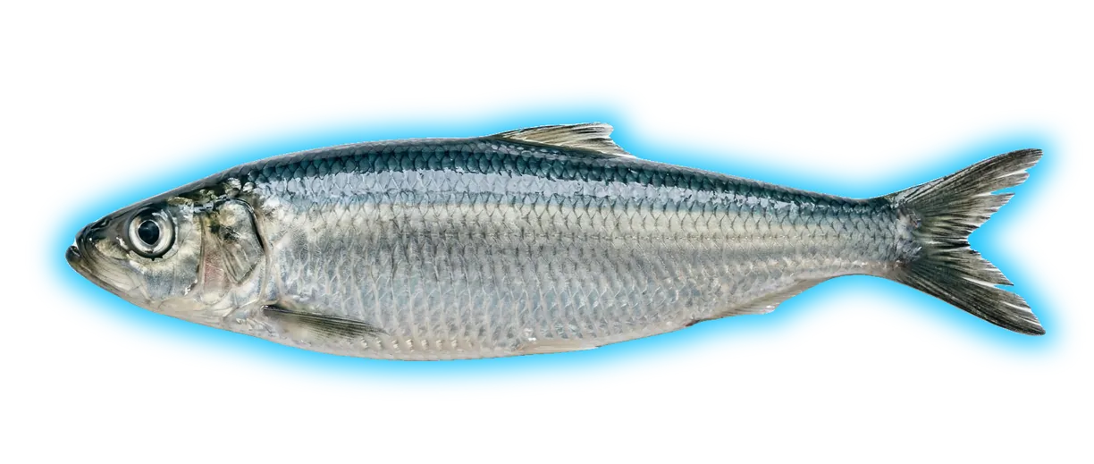 Pacific Herring (Clupea pallasii)