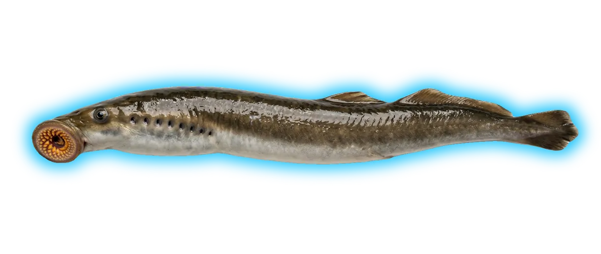 Pacific Lamprey (Entosphenus tridentatus)