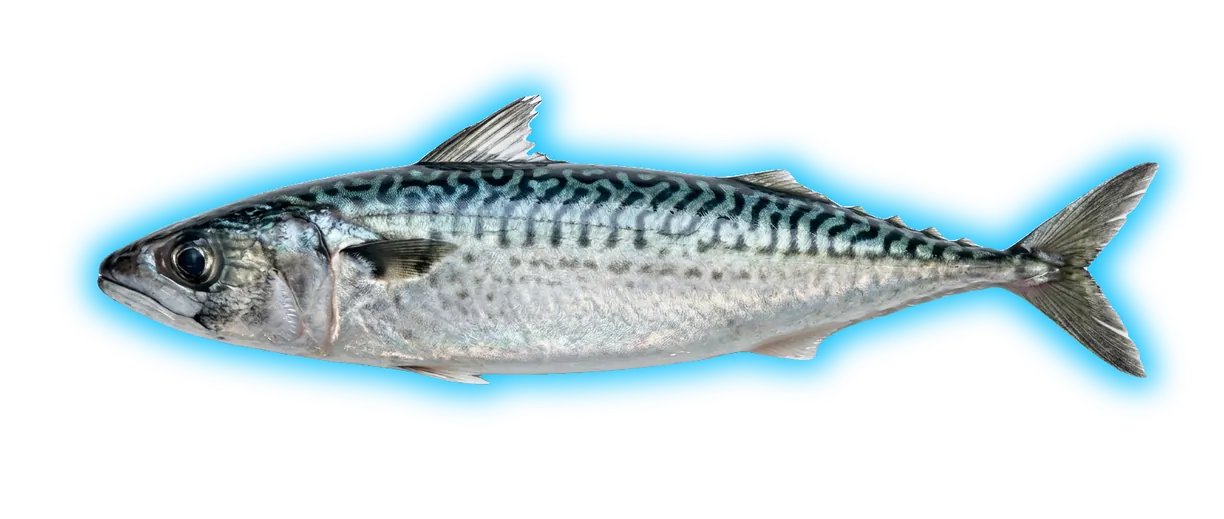 Pacific Mackerel (Scomber japonicus)