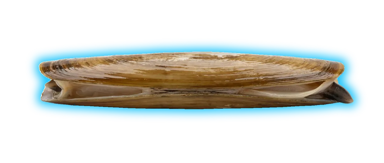 Pacific Razor Clam (Siliqua patula)