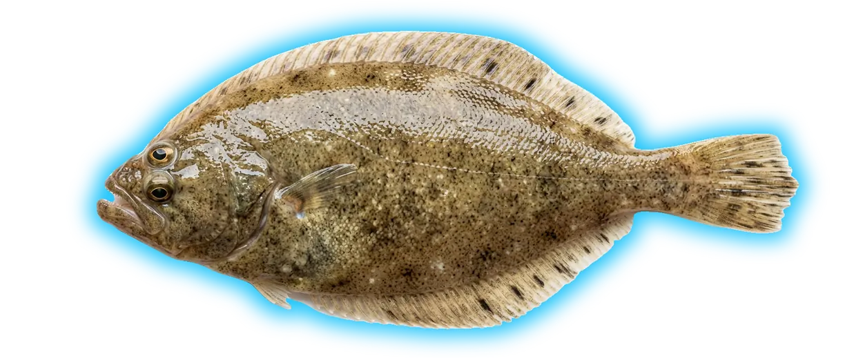 Pacific Sanddab (Citharichthys sordidus)