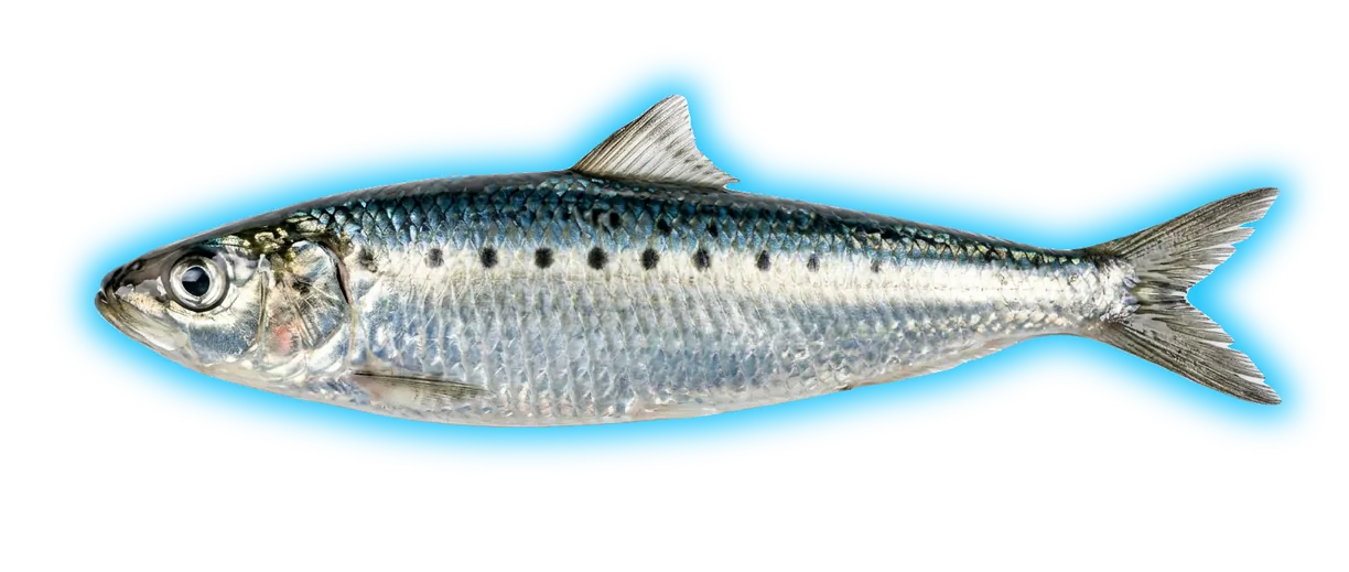 Pacific Sardine (Sardinops sagax)