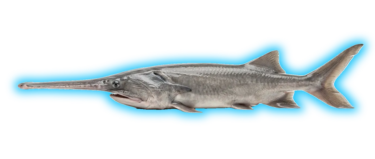Paddlefish
