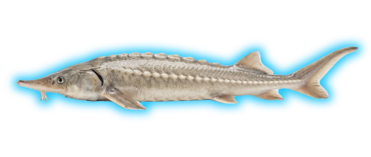 Pallid Sturgeon (Scaphirhynchus albus)