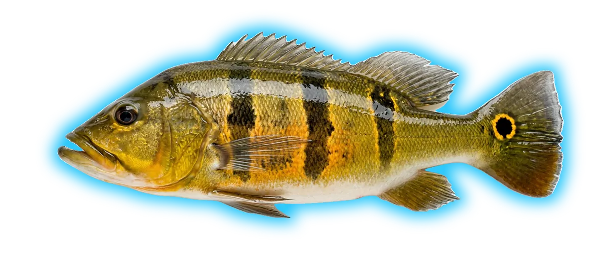 Peacock Bass (Cichla ocellaris)