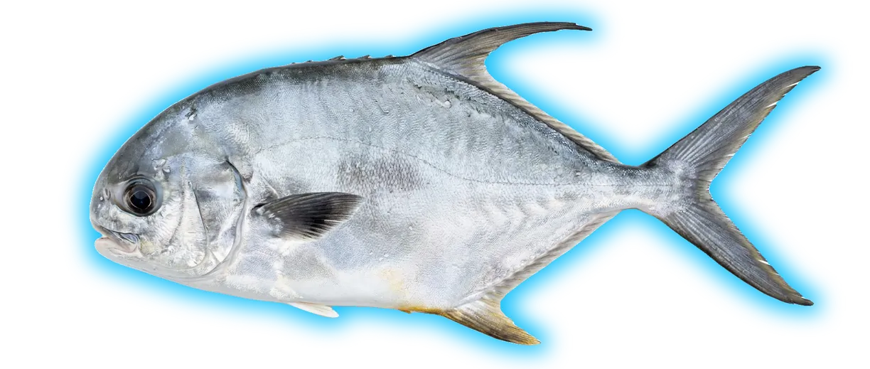 Permit (Trachinotus falcatus)
