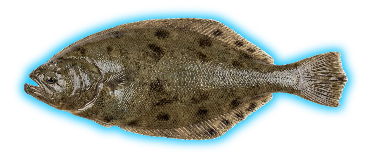 Petrale Sole (Eopsetta jordani)