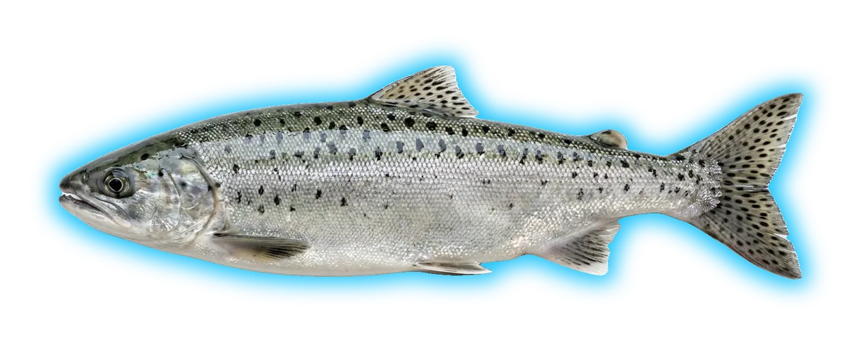 Pink Salmon (Oncorhynchus gorbuscha)