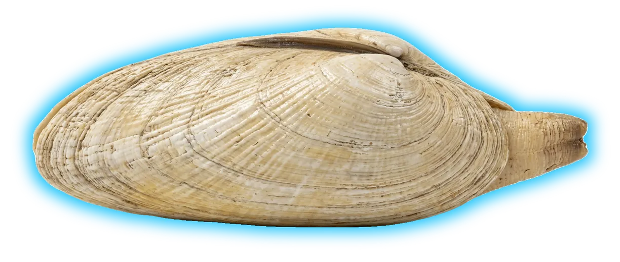 Pismo Clam (Tivela stultorum)