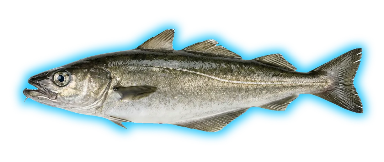Pollock (Pollachius virens)