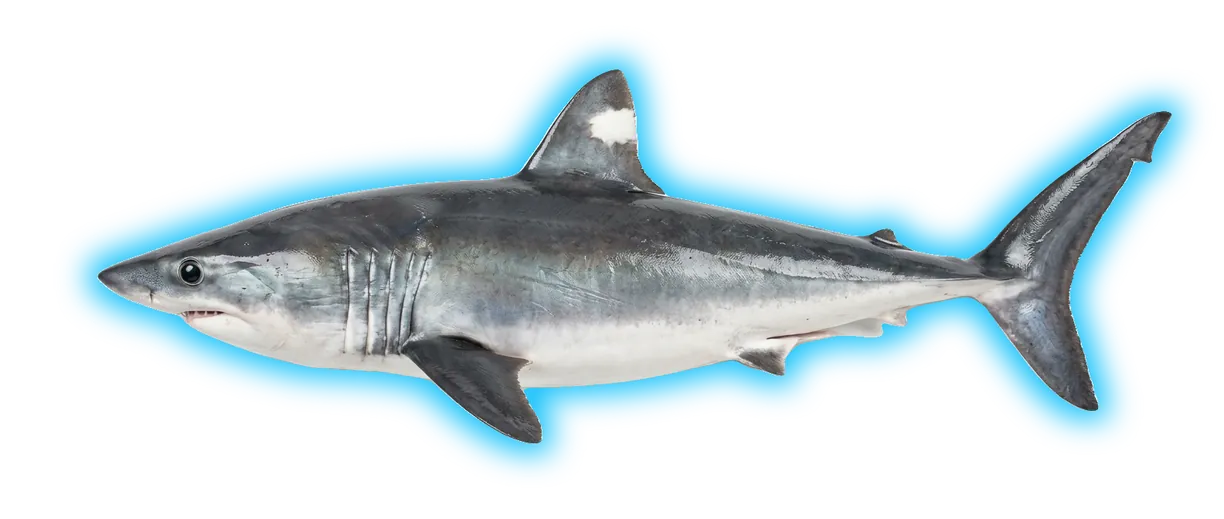 Porbeagle Shark (Lamna nasus)