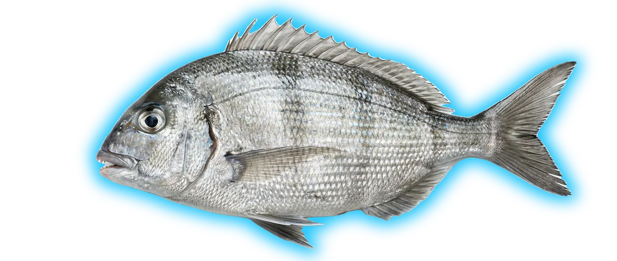 Porgy (Stenotomus chrysops)