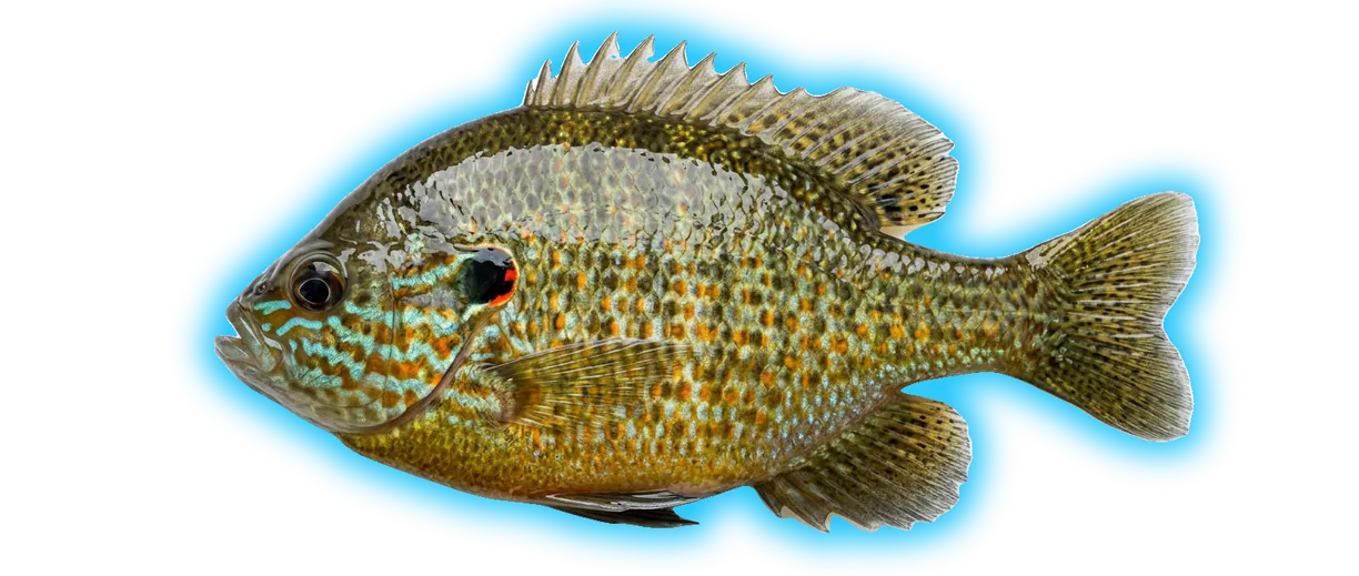 Pumpkinseed (Lepomis gibbosus)