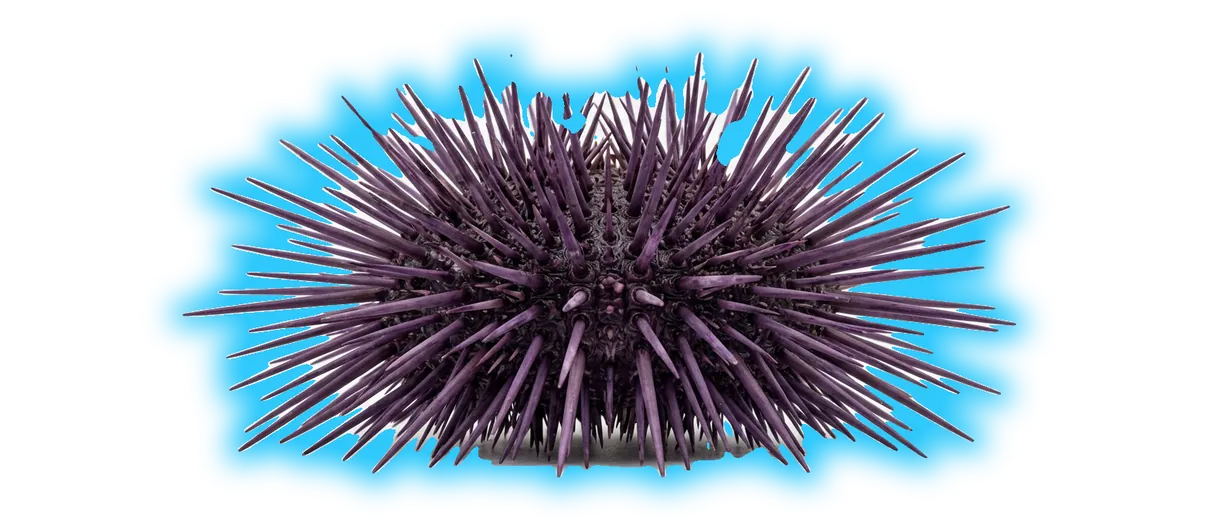 Purple Sea Urchin (Strongylocentrotus purpuratus)
