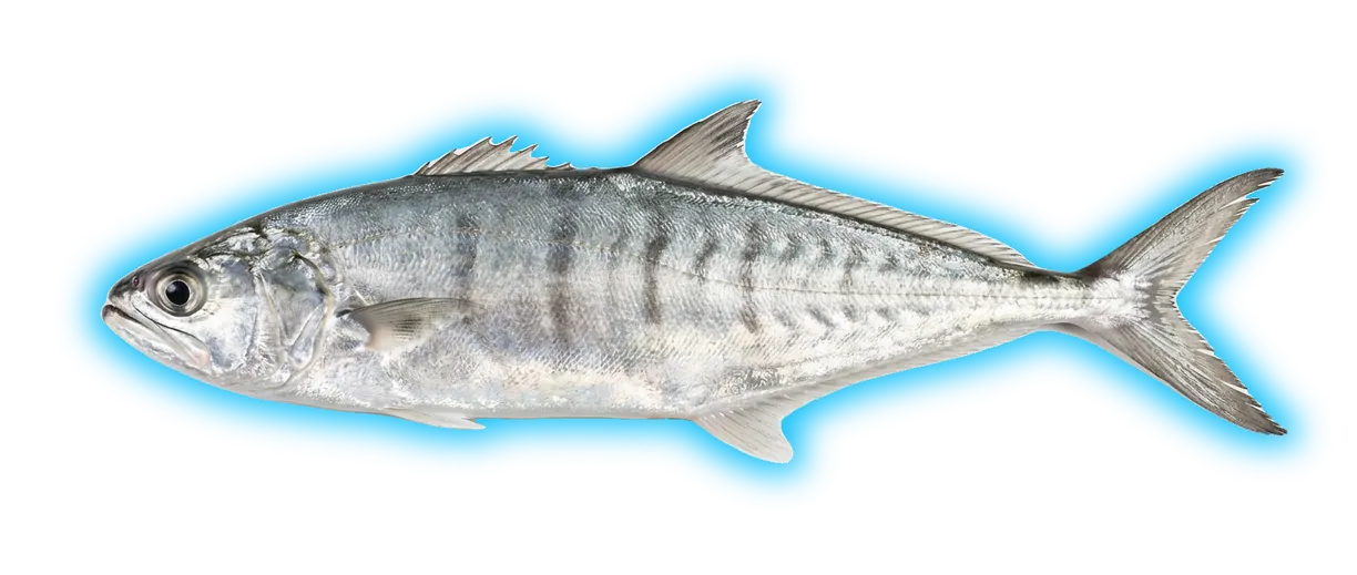 Queenfish