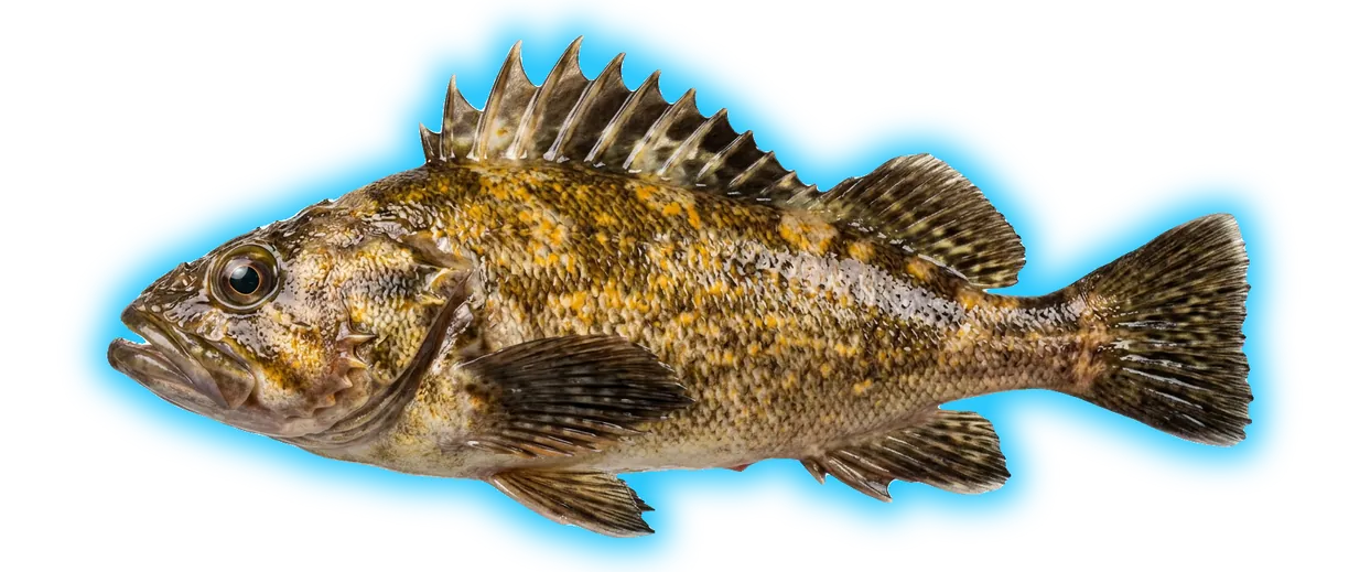 Quillback Rockfish (Sebastes maliger)